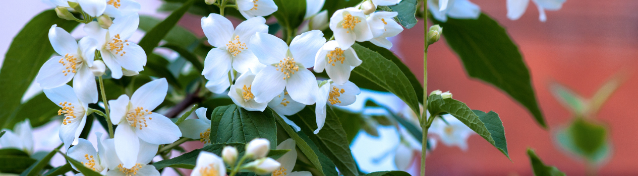 Jasmine Flower Meaning Hong Kong
