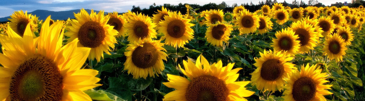 Brighten Up Someone's Day_sunflowers