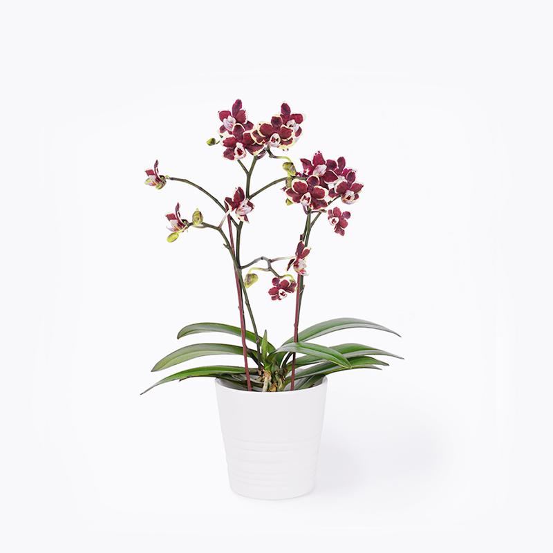 Precious Purple Orchid