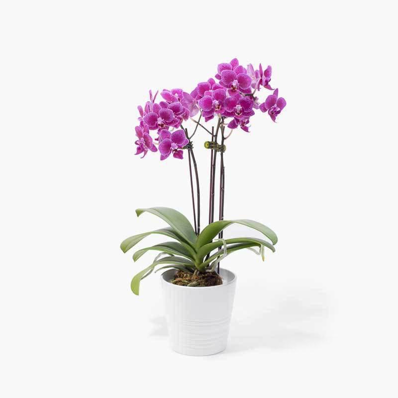Send Orchid Flowers Bouquets
